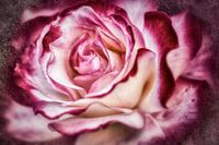 Geheimnisvolle Rosenblüte