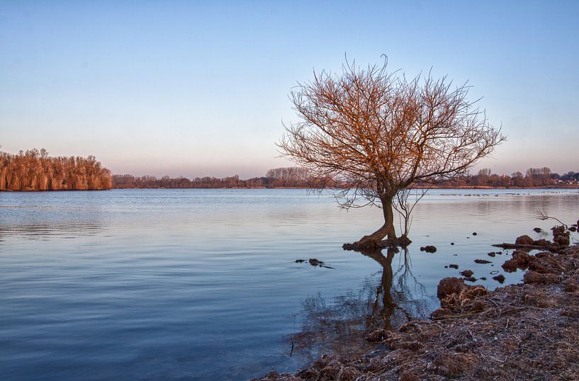 icy lonely tree by marleen aerts