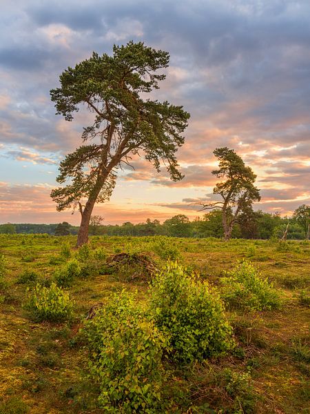 Ein schöner Sonnenaufgang am Strubben-Kniphorstbosch in Schipborg in der Provinz Drenthe von Marga Vroom
