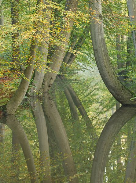 Les arbres qui dansent par Art Wittingen