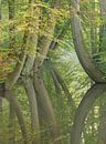 Dansende bomen van Art Wittingen thumbnail