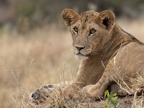 Lion en Tanzanie
