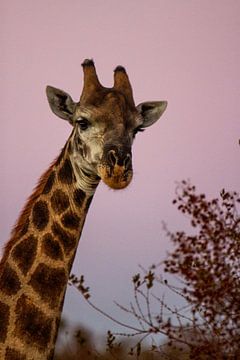 Giraffe tijdens zonsondergang sur Elke Molenaar