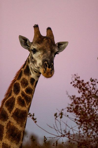Giraffe tijdens zonsondergang by Elke Molenaar
