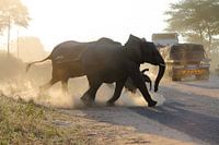 Elephant family crosses over