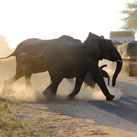 Elefantenfamilie geht über von Marvelli
