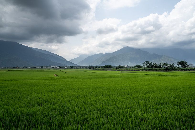 Grüne Reisfelder bei Chishang in Taiwan von Mickéle Godderis