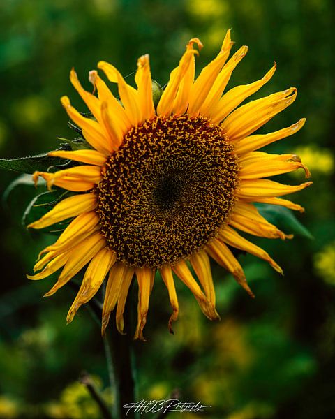 Zonnebloem van Andreas Hauck