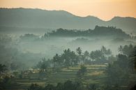 Foggy rice fields in Sideman on Bali in Indonesia by Michiel Ton thumbnail