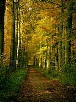 chemin forestier d'automne
