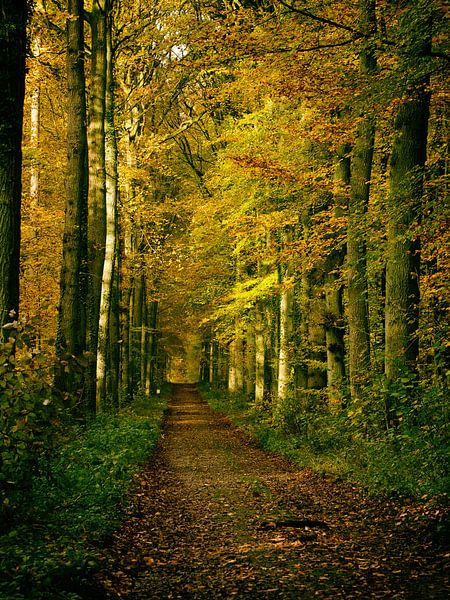 autumn forest path by Jo Beerens