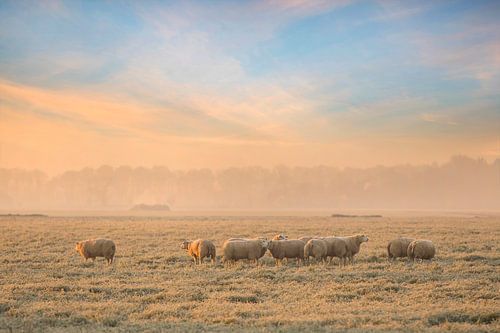 Schapen in berijpt weiland