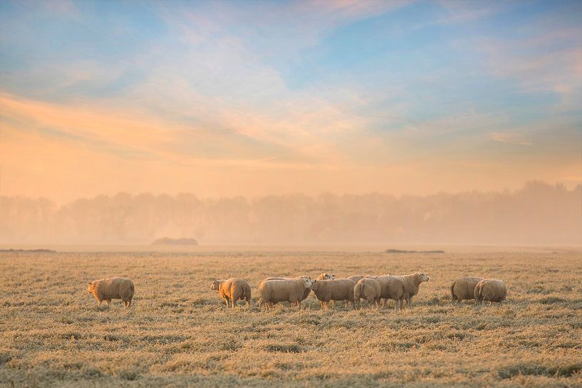 Schapen in berijpt weiland by Teuni's Dreams of Reality
