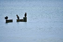 Cormorants on a groyne on the Baltic Sea. by Martin Köbsch