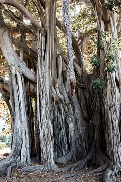 Bomen in Palermo van de buurtfotograaf Leontien