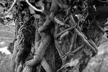 fairytale tree trunk in Ireland (b&w)