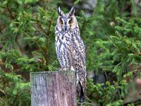 Une chouette hulotte dans la forêt