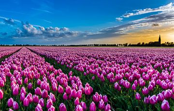 Dutch Tulips van Jan Mulder Photography