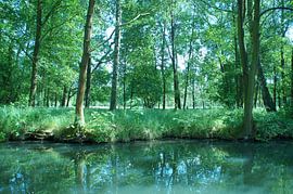 Spreewald by Tina Hartung