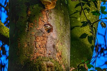 A unique young woodpecker in its nest