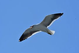 Hungry seagull by Andreas Muth-Hegener