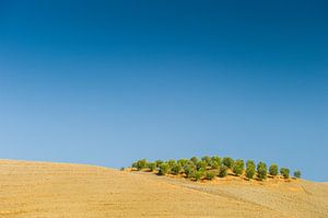 Oliviers sur les collines toscanes sur Frank Lenaerts