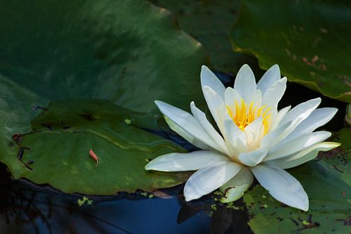 white flower of water lily