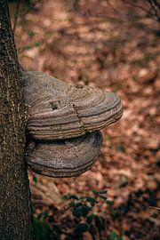 Mushroom at three by Faucon Alexis