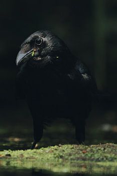 A crow in a marshland,