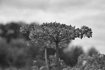 Blume in Schwarz-Weiß von Louis Kreuk