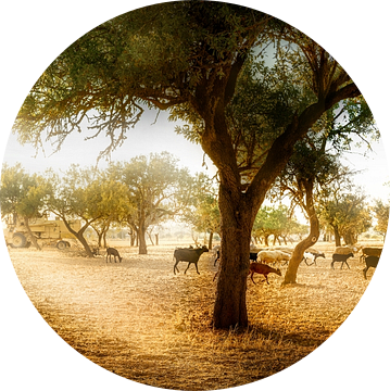 Olijfveld met een kudde schapen in Mallorca. van Voss Fine Art Fotografie