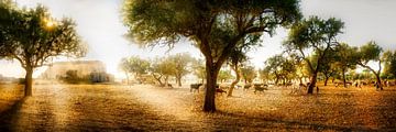 Olijfveld met een kudde schapen in Mallorca. van Voss Fine Art Fotografie