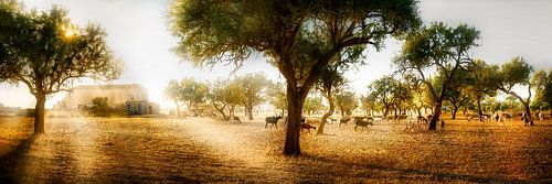Olijfveld met een kudde schapen in Mallorca.