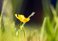 Butterblume
