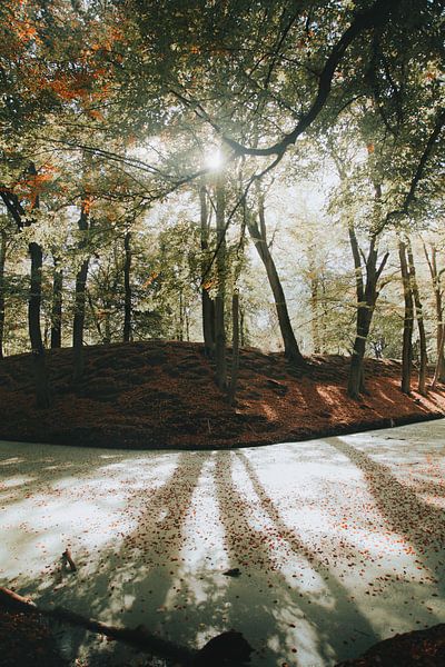 Herfstkleuren in het bos van Thomas Kuipers