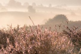 Posbank avec détails de bruyère au premier plan | impression photographique de voyage | Pays-Bas sur Kimberley Jekel