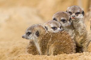 Meerkat