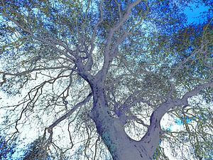 Tree Magic 119 - Nightfall!