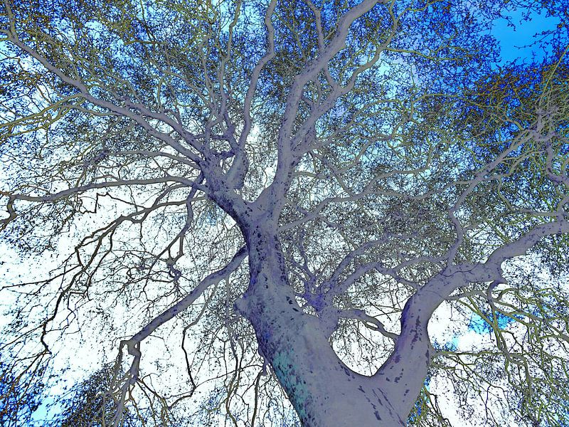 Tree Magic 119 - Nightfall! von MoArt (Maurice Heuts)