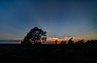 Sunset Holterberg by Arnold van Rooij thumbnail