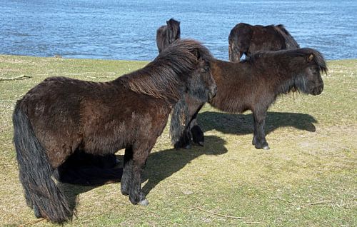 paardjes  4 in getal aan de Ijssel