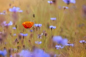 Mohblume im Kornblumenfeld