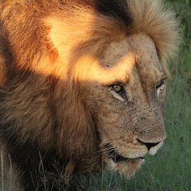 Leeuw - Koning van de savanne  van Irma Boonman
