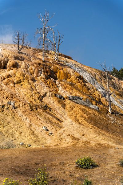 Mammoth Hot Springs, parc national de Yellowstone, États-Unis par Jeroen van Deel