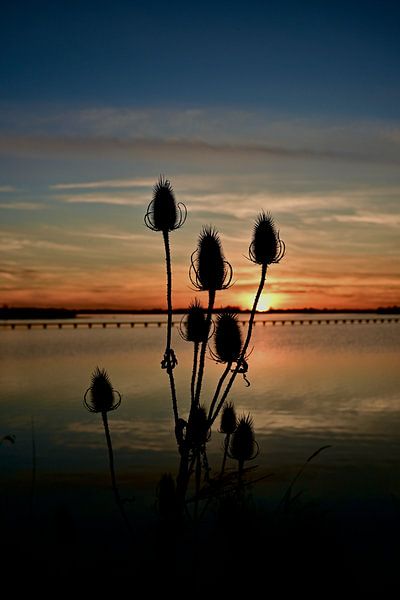Grand teasel au coucher du soleil sur le lac de Dane - debout par Jurjen Melinga