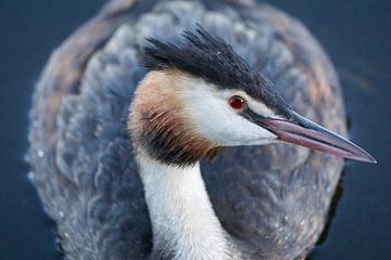 Auge in Auge mit einem Haubentaucher von Koen Boelrijk Photography