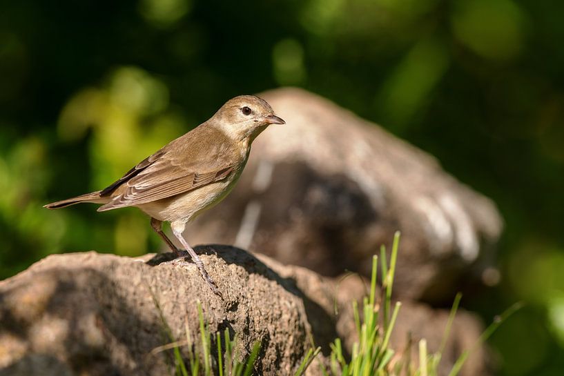 Gartengrasmücke (Sylvia borin) von Dirk Rüter
