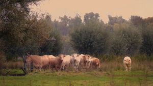 Hollands Landschap von Bert Seinstra