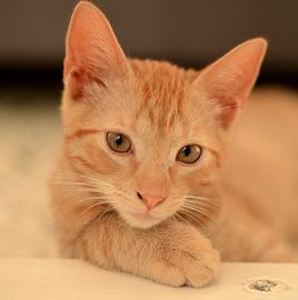 Hangover George in Curaçao by Karel Frielink