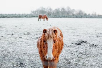 Pony im Schnee